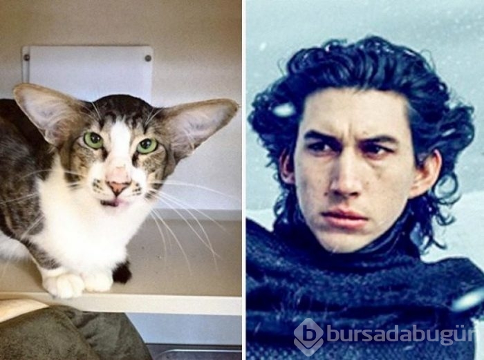 Kediler ve film karakterlerinin benzerlikleri