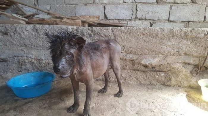Ölmek üzereyken bulmuştu