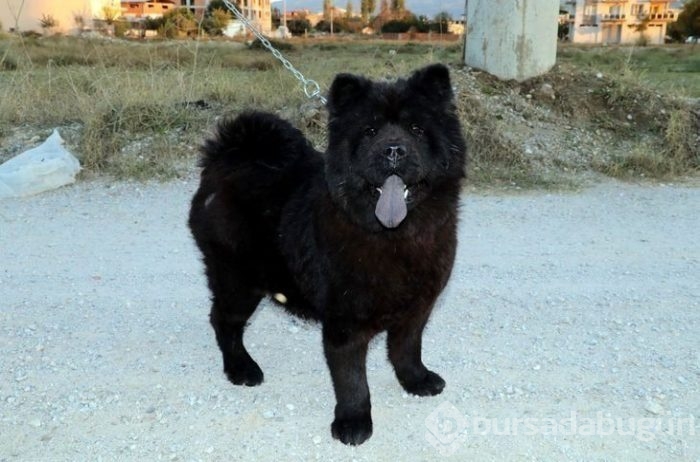 Ölmek üzereyken bulmuştu
