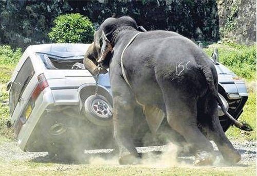 Hayvanların saldırılarına uğradılar!