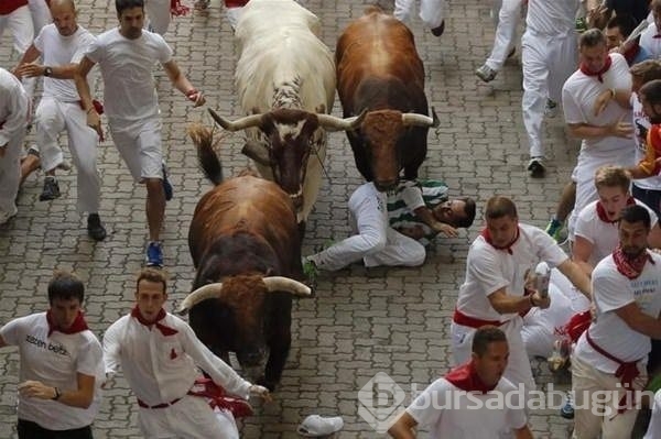 Hayvanların saldırılarına uğradılar!