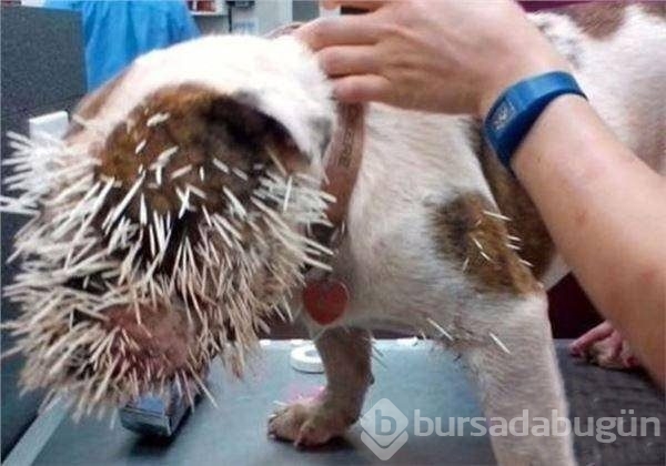 Merak başını derde soktu