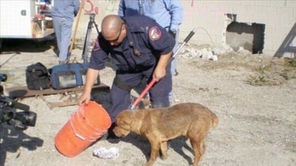 Merak başını derde soktu