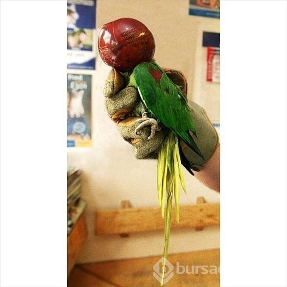 Merak başını derde soktu