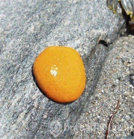 Birbirinden ilginç deniz canlıları