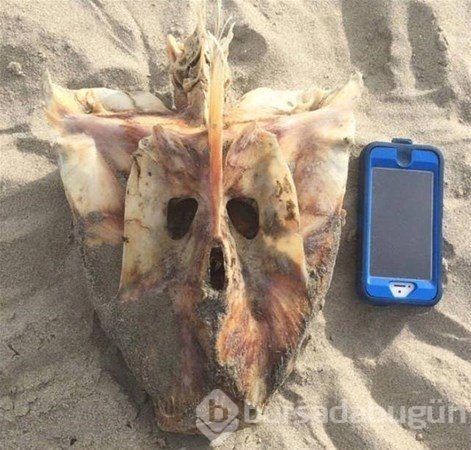 Birbirinden ilginç deniz canlıları