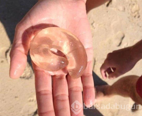 Birbirinden ilginç deniz canlıları
