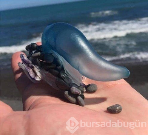 Birbirinden ilginç deniz canlıları