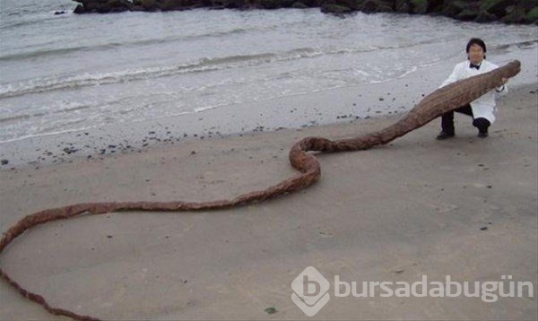 Birbirinden ilginç deniz canlıları