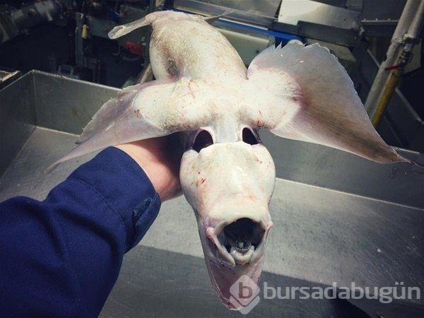 Birbirinden ilginç deniz canlıları