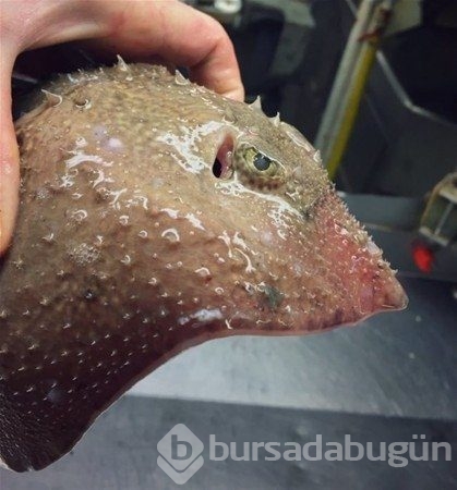 Birbirinden ilginç deniz canlıları