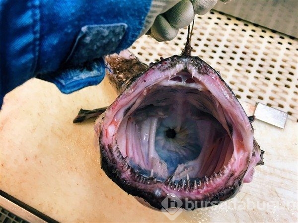 Birbirinden ilginç deniz canlıları