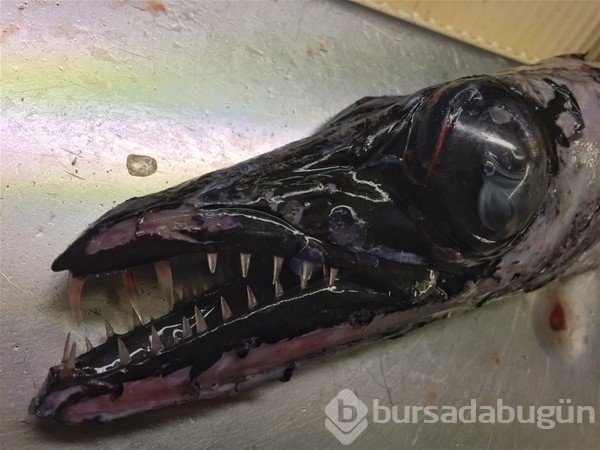Birbirinden ilginç deniz canlıları