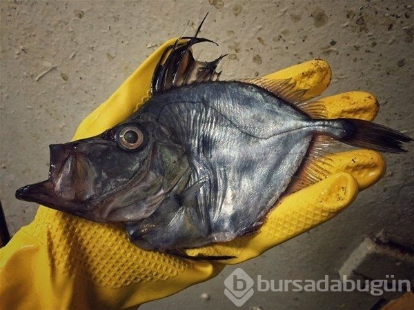 Birbirinden ilginç deniz canlıları