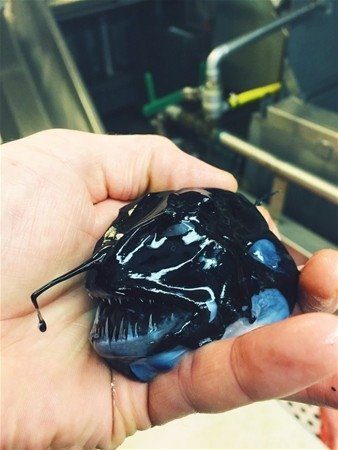 Birbirinden ilginç deniz canlıları