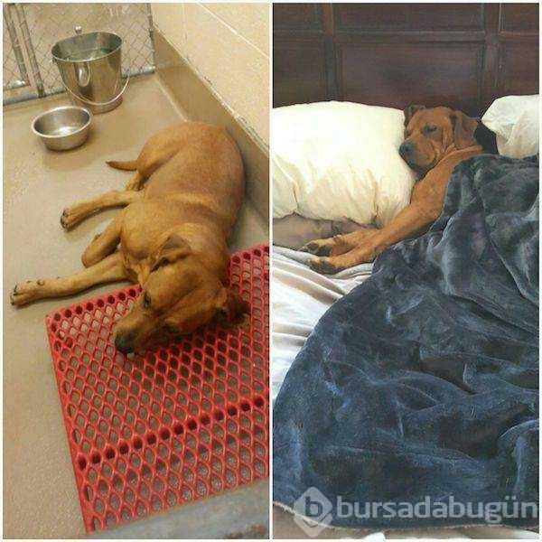 Sahiplenilen hayvanların inanılmaz değişimi