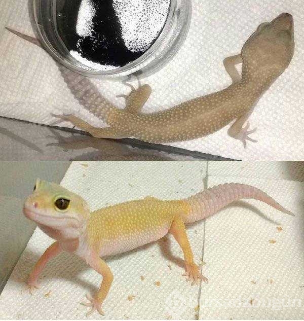 Sahiplenilen hayvanların inanılmaz değişimi
