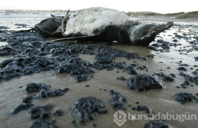 16 bin bilim insanından çevre felaketi uyarısı