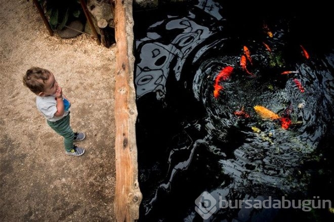En güzel vahşi yaşam fotoğrafları belirlendi