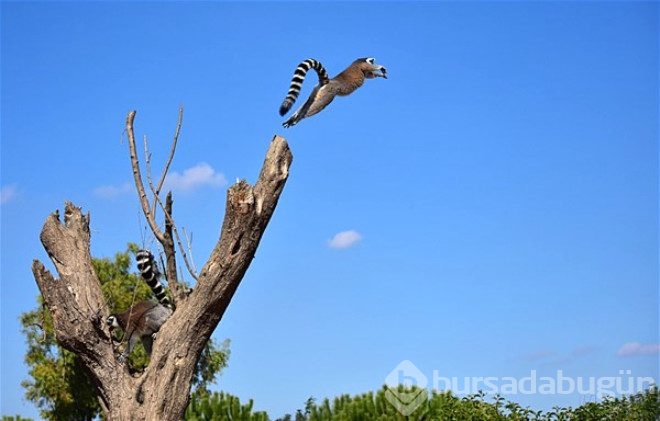 En güzel vahşi yaşam fotoğrafları belirlendi