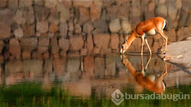 En güzel vahşi yaşam fotoğrafları belirlendi