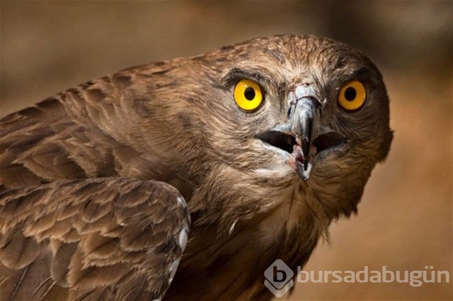 En güzel vahşi yaşam fotoğrafları belirlendi