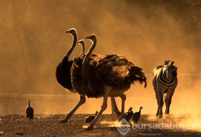 En güzel vahşi yaşam fotoğrafları belirlendi