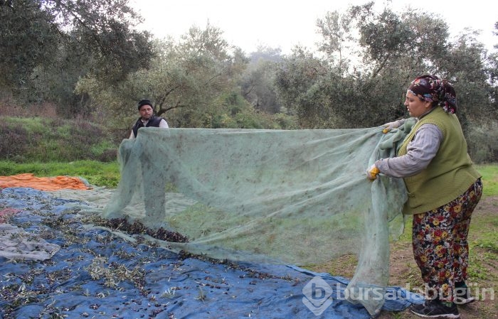 Bursa'da sezonu 11 lira 75 kuruştan açan zeytin çiftçiyi güldürdü	