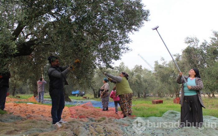 Bursa'da sezonu 11 lira 75 kuruştan açan zeytin çiftçiyi güldürdü	