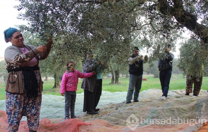Bursa'da sezonu 11 lira 75 kuruştan açan zeytin çiftçiyi güldürdü	