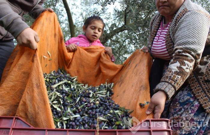 Bursa'da sezonu 11 lira 75 kuruştan açan zeytin çiftçiyi güldürdü	