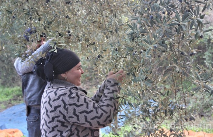 Bursa'da sezonu 11 lira 75 kuruştan açan zeytin çiftçiyi güldürdü	