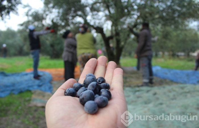 Bursa'da sezonu 11 lira 75 kuruştan açan zeytin çiftçiyi güldürdü	