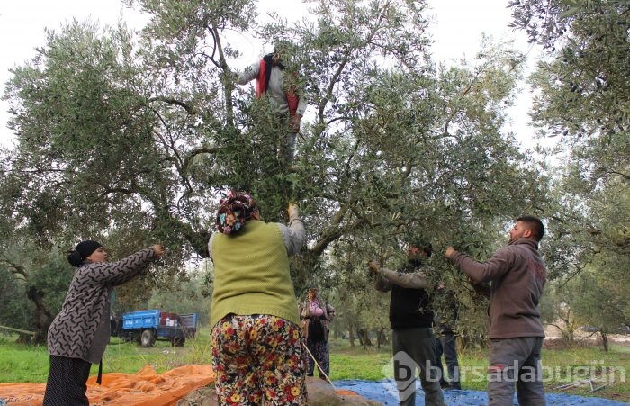 Bursa'da sezonu 11 lira 75 kuruştan açan zeytin çiftçiyi güldürdü	