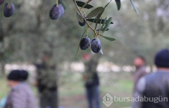 Bursa'da sezonu 11 lira 75 kuruştan açan zeytin çiftçiyi güldürdü	