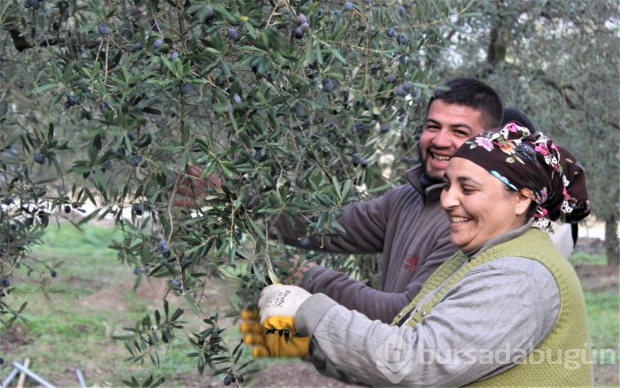 Bursa'da sezonu 11 lira 75 kuruştan açan zeytin çiftçiyi güldürdü	