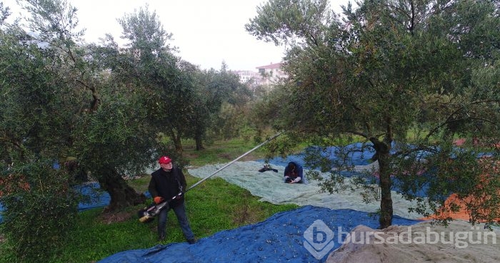 Bursa'da sezonu 11 lira 75 kuruştan açan zeytin çiftçiyi güldürdü	