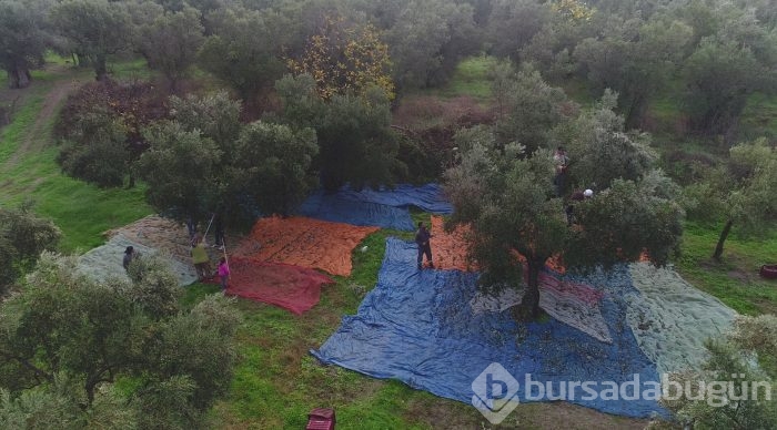 Bursa'da sezonu 11 lira 75 kuruştan açan zeytin çiftçiyi güldürdü	