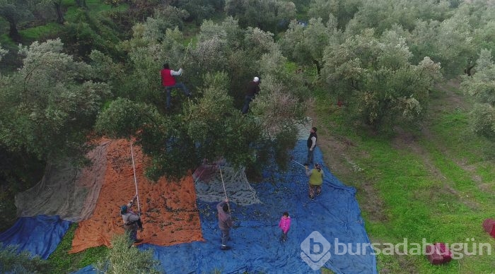Bursa'da sezonu 11 lira 75 kuruştan açan zeytin çiftçiyi güldürdü	