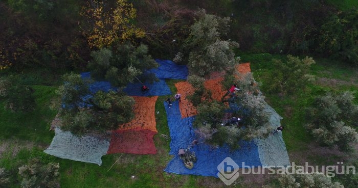 Bursa'da sezonu 11 lira 75 kuruştan açan zeytin çiftçiyi güldürdü	