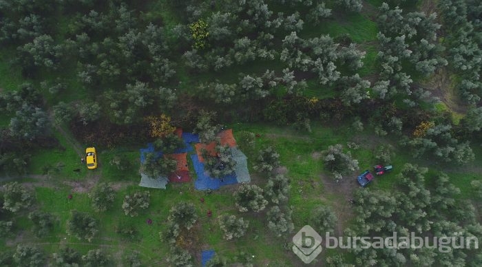 Bursa'da sezonu 11 lira 75 kuruştan açan zeytin çiftçiyi güldürdü	