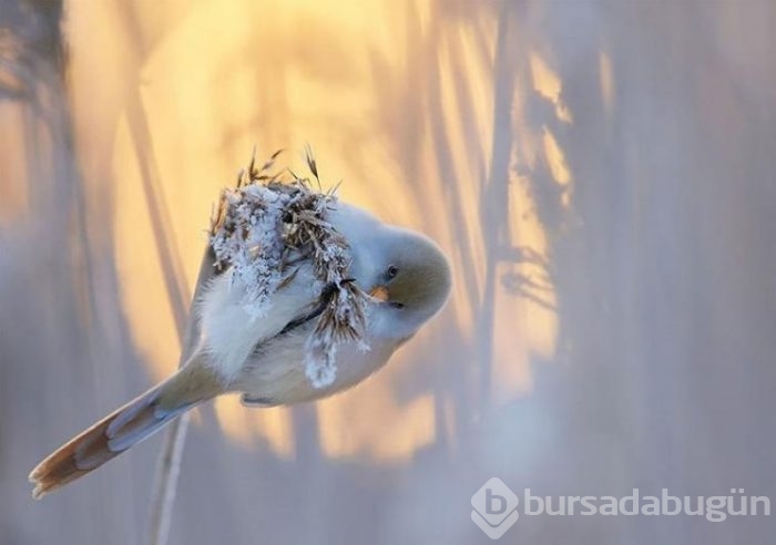 2017'nin en başarılı kuş fotoğrafları