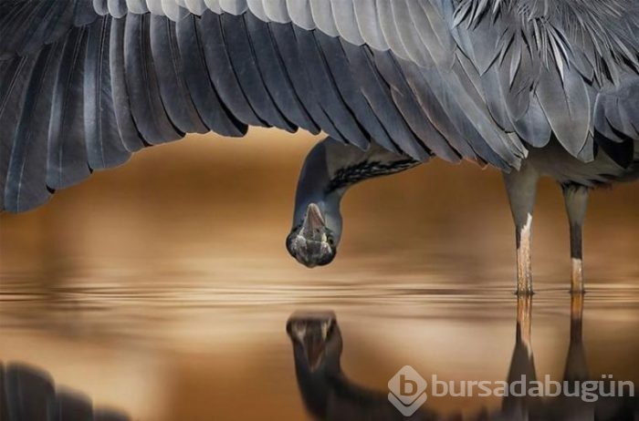 2017'nin en başarılı kuş fotoğrafları