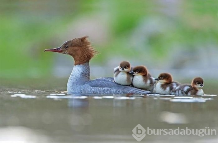 2017'nin en başarılı kuş fotoğrafları