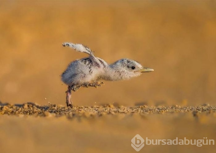 2017'nin en başarılı kuş fotoğrafları