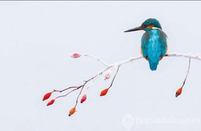 2017'nin en başarılı kuş fotoğrafları