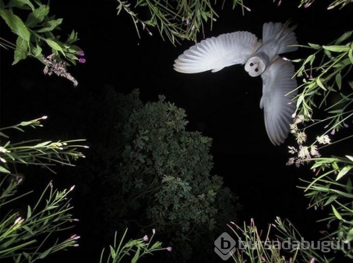 2017'nin en başarılı kuş fotoğrafları