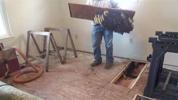 Yatağın altından arı peteği çıktı