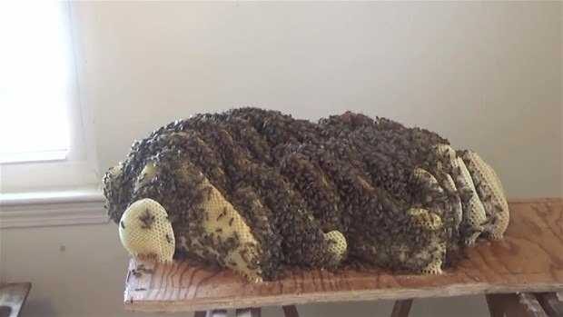 Yatağın altından arı peteği çıktı