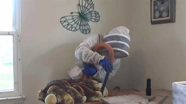 Yatağın altından arı peteği çıktı